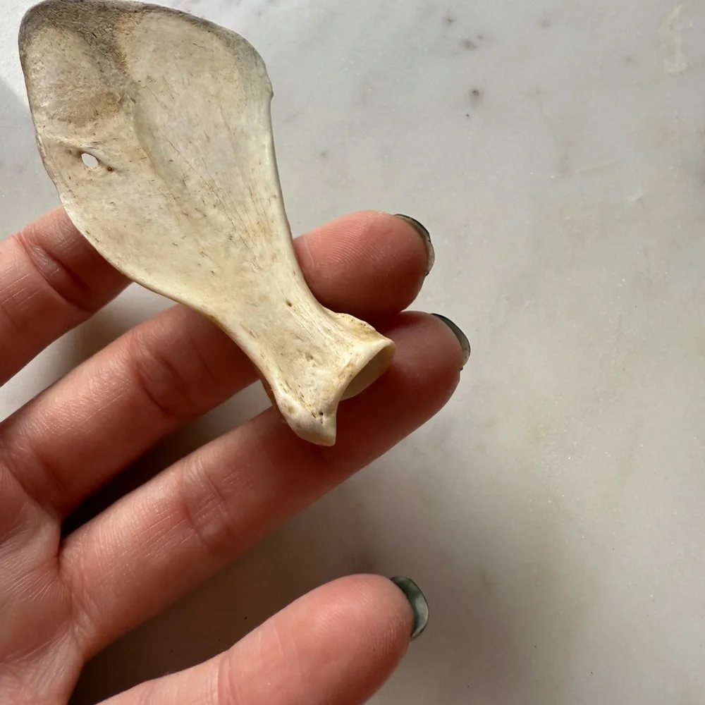 Natural Reptile Bone Chew Toy